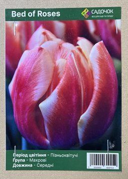 Луковицы тюльпанов &laquo;Бед оф Розес&raquo; (Bed of Roses) 12+ (25 шт.)🌷Махровые поздние 235865 фото