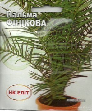 Пальма финиковая комнатная 5 шт. НК ЭЛИТ 11334 фото