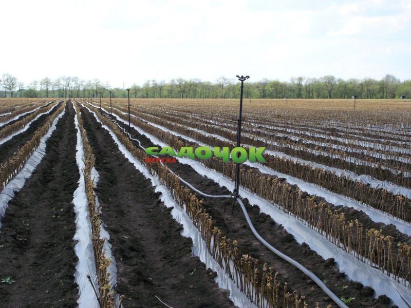 Дощувач Фрегат без ножки (метал) 1/2 дюйма (8104) PS 8104 фото