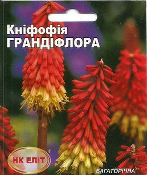 Книфофия Грандифлора 13374 фото