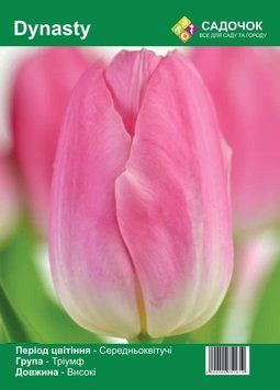 Цибулини тюльпанів &laquo;Dynasty&raquo;🌷Середньостиглий, високий, розмір 11/12, 30 шт. Голландія 235795 фото