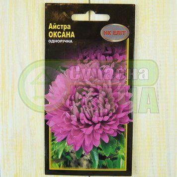 Айстра "Оксана /піоновидна, рожева/НК ЕЛІТ 071472 фото